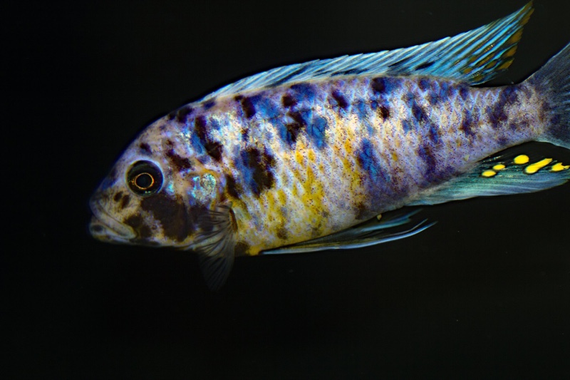 Maylandia fainzilberi 'Nkanda'